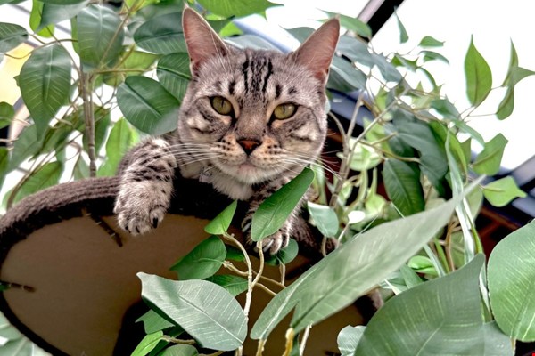 Cadeau voor een kattenliefhebber: dit zijn de leukste ideeën